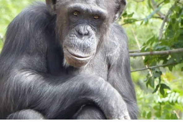 Gabon : un chimpanzé sème la panique dans la ville de Bouée